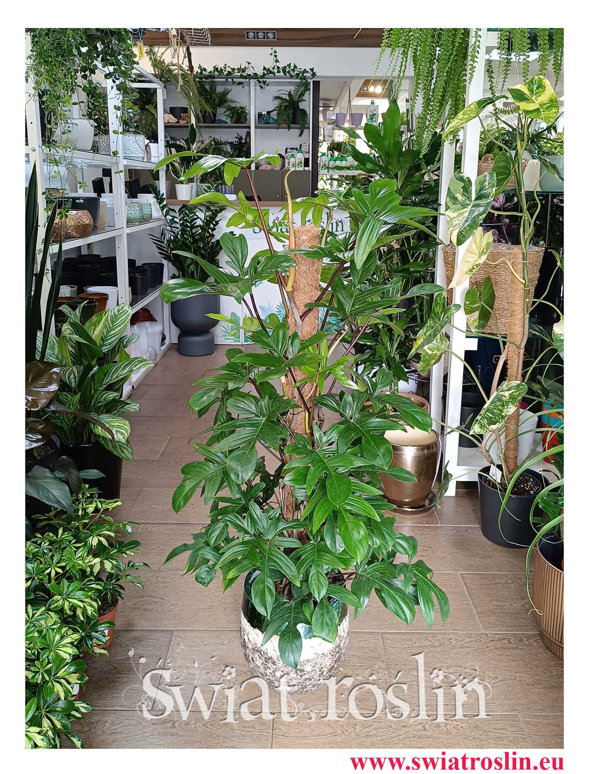 Wielki Filodendron Pedatum, Duży Philodendron Pedatum do hotelu do biuraaa do firmy do salony do restauracji do kawiarni do durzej przestrzeni do z dostawą online